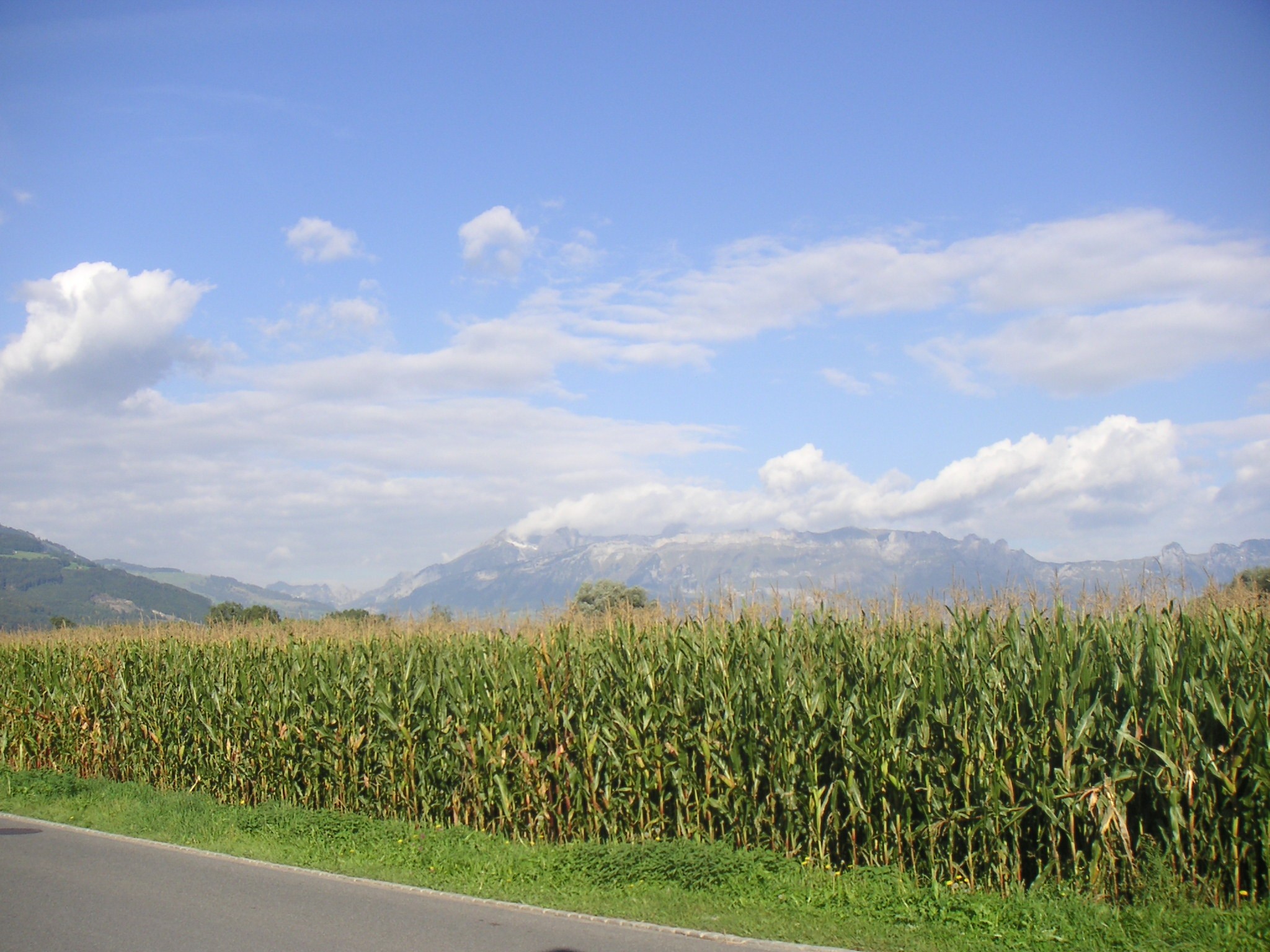 Corn Milling: Wet vs. Dry Milling
